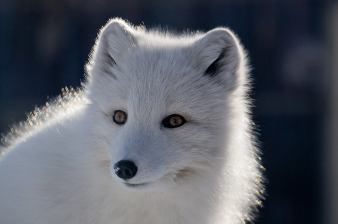 Daily Arctic Fox tweet media