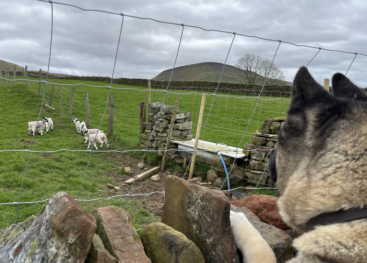 Fascinated watching the lambs play. 🥰 #akita