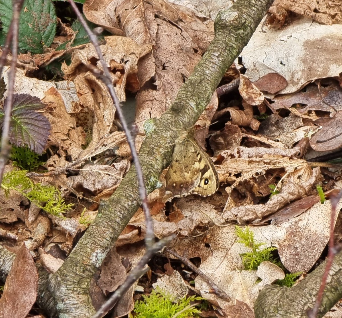 My first speckled wood butterflies of the year near the North shore today. Not the best photo as it was windy and they were flighty! 🦋🍃🩵 #WildBrownsea @DWTBrownsea @DorsetWildlife @savebutterflies