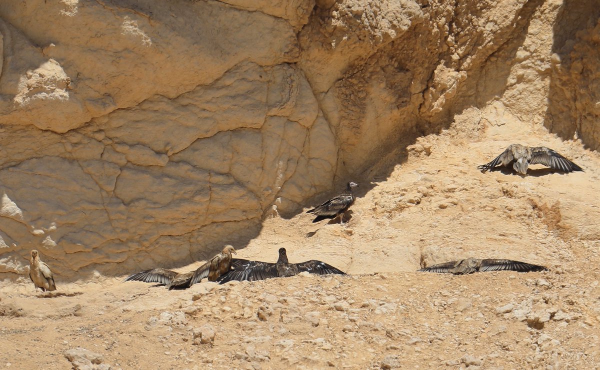 Egyptian vultures Adults & juveniles sunbathing, high up the mountain, I counted 38 Egyptians this morning #birds #bird #birdwatching #birding #uae #vultures #sunbathing #birdsofprey #BirdsSeenIn2024 #BirdTwitter #vulnerable #osme #Egyptian_vultures