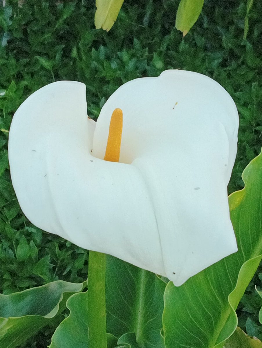 Buenos días , conocen ésta bonita flor? Sabrían decirnos su nombre?

#flordetemporada #NaturePhotography #naturaleza <a href="/DefensaPaisaje/">Defensa del Paisaje Gran Canaria</a> <a href="/LoqueVeoTfe/">𝕊𝕖 𝕍𝕖 𝕖𝕟 𝕋𝕖𝕟𝕖𝕣𝕚𝕗𝕖</a> <a href="/Tenerife_Ocio/">Tenerife Ocio</a> <a href="/VisitaVen/">Ven de Visita a Tenerife</a> <a href="/Visit_LaOrotava/">Visit La Orotava</a> <a href="/VisitTenerifeES/">VisitTenerifeES</a>