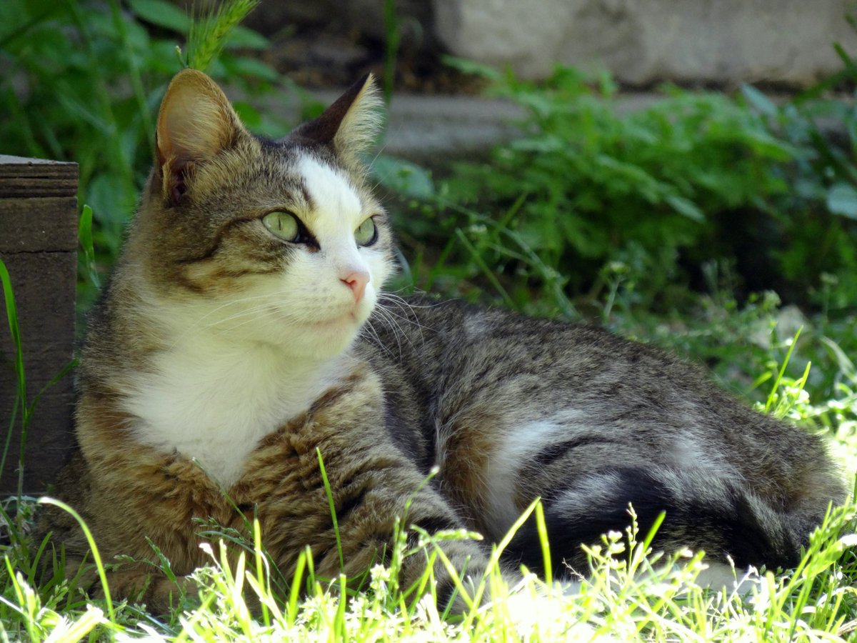 A beautiful gray and white tabby cat with green eyes lying on grass.

“Tabby Cat” 
Photograph by Gökhan Damgacı

#photography #nature #naturephotography #animals #animalphotography #cat #catphotography #tabbycat #tabby #naturelovers #animallovers