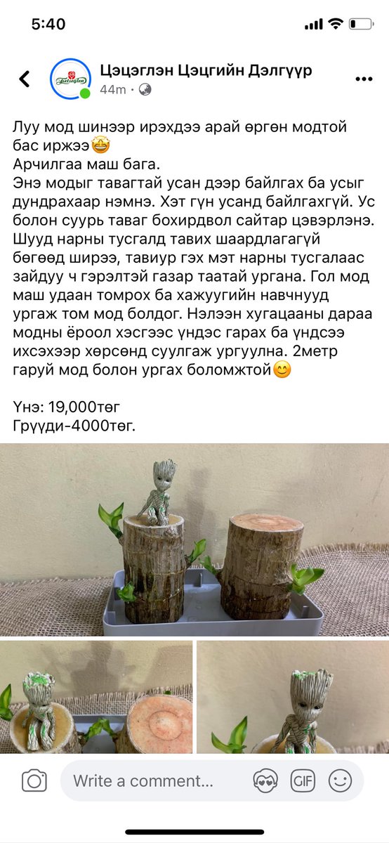 Цэцгийн дэлгүүр (@tsetseglen_1) on Twitter photo 