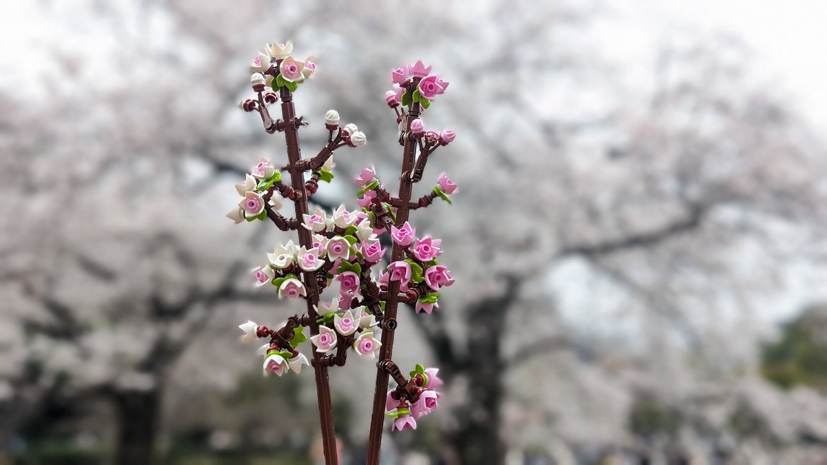 Nothing like Sakura season in Tokyo 🌸