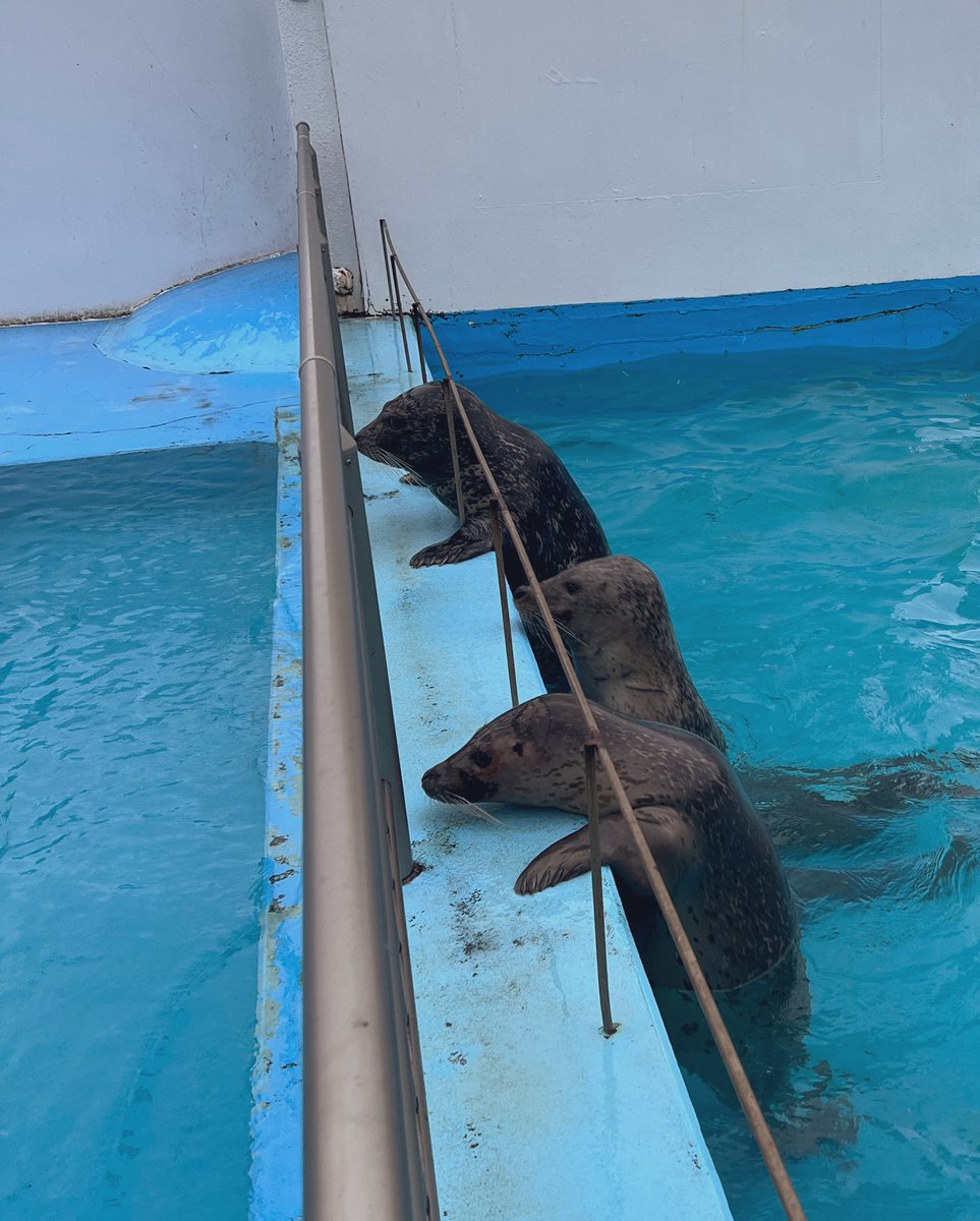 室蘭&登別一人旅③ 室蘭民報みんなの水族館。 あれ？お魚の解説が…。 隣のプールを みんなで見てるアザラシさんたち。 笑って癒されました〜。 #室蘭水族館