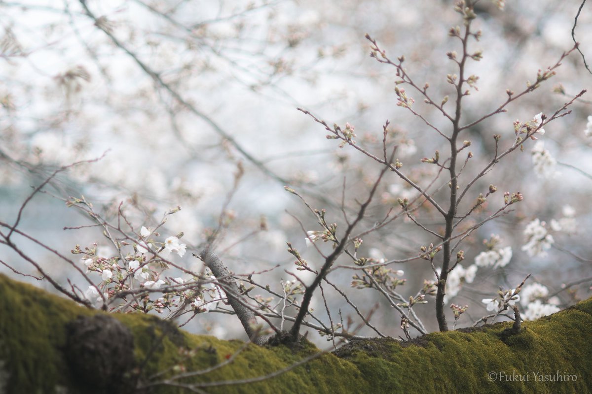 桜　散歩道

#sdquattroh
#foveon 
#SIGMA
YASHICA AUTO YASHINON-DX 135mm F2.8