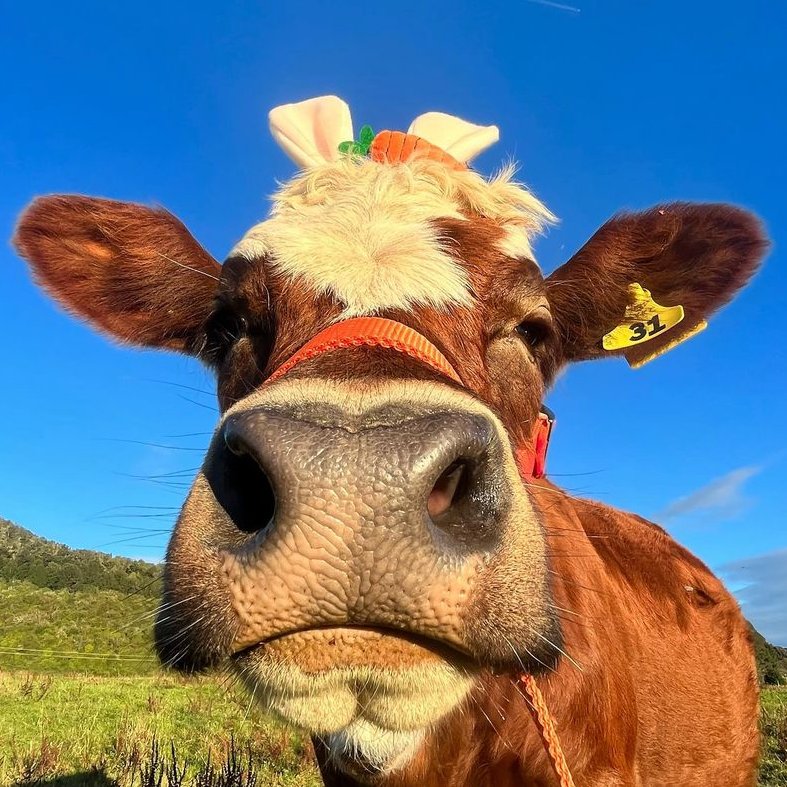 📅 15th April 2024 🐮 Carrot Cake 🏷️ Instagram/cowsofnewzealand 💕 #animaloftheday