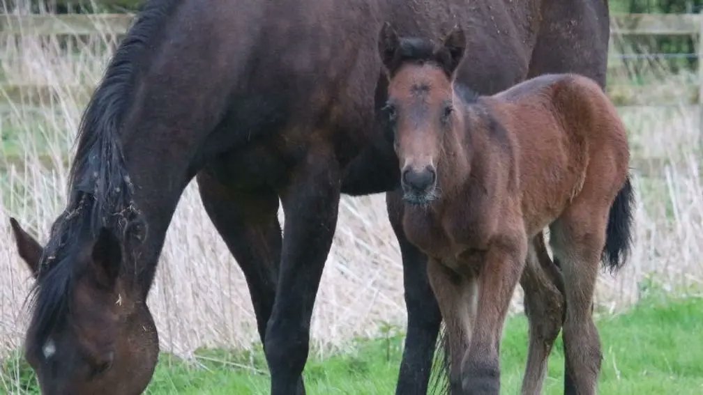 😍 Racing Post Foal Gallery: April You can tweet us @rpbloodstock using the hashtag #RPFoalGallery or send by email Take a look here 👉 bit.ly/3TIDVqN