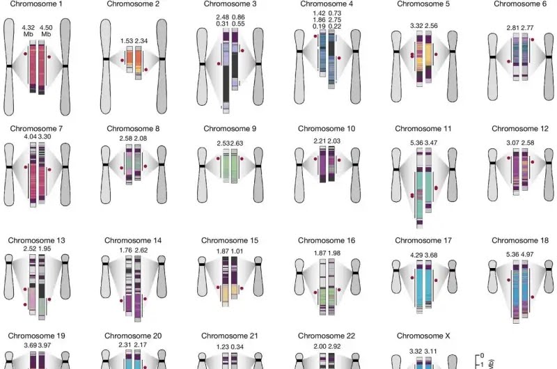 💥 Study gives #1st view of - Centromere Variation and it's 🧬 Evolution ▶️ #Bigdata #AI #MachineLearning #Python #javascript #TensorFlow #HTML #DataScience #Genomics #HealthCare #DigitalHealth #IoMT #mHealth #neuroscience #HealthIT #MedTwitter #Coding #100DaysOfCode V/…