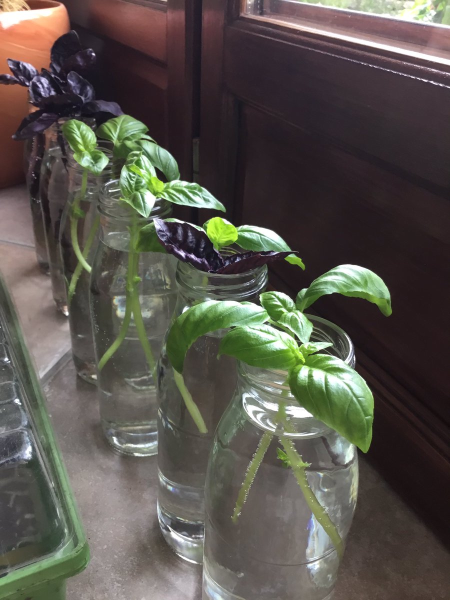 It’s Basil propagation time. Supermarket basil plants will make loads of new plants from cuttings and you’ve still got the original.