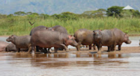 I like my Beautiful Country #Burundi, a heart of Africa. All tourists are invited to visit <a href="/Burundi/">Burundi</a> 
<a href="/visit_burundi/">Visit Burundi</a> @MinEACJSCBdi <a href="/MAEBurundi/">MAEIRCD</a> <a href="/MinCommerce/">Ministère Ressources Minières,Industrie&Tourisme</a>