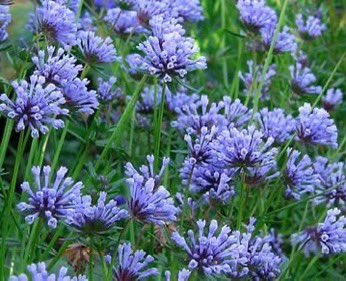 A combination of Phacelia companularia, Nigella (love-in-a-mist), Nemophilia, Asperula azurea [orientalis], would give a brilliant blue effect especially if massed in front of delphiniums. #gardening calscape.org/Phacelia-campa…