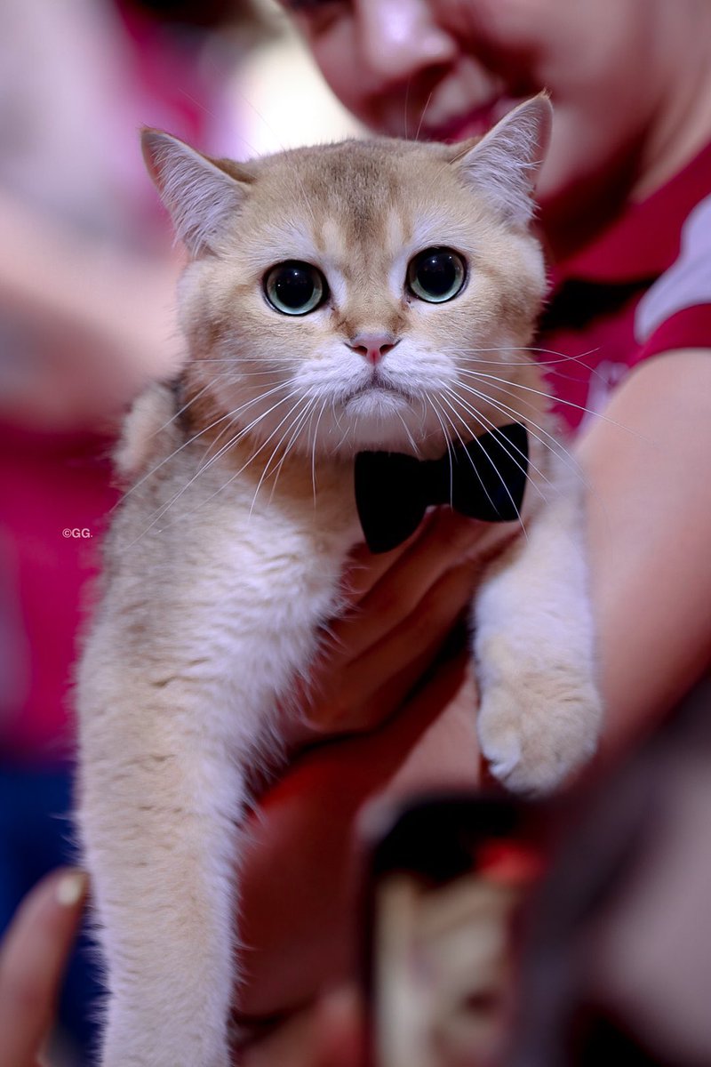 Cutest Felina VIF BA🥹🤏🏻❤️

#FELINACANINOxGulfFam
#GulfKanawut 
#อาซาร์แมวเซา 
#ก็องเต้แมวซน