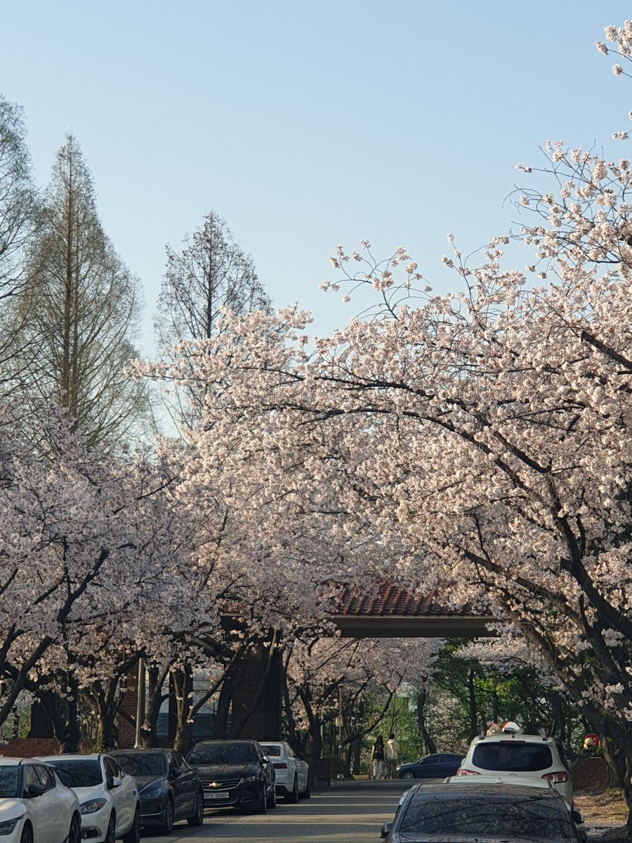 카이스트 벚꽃 보고 가세요🌸