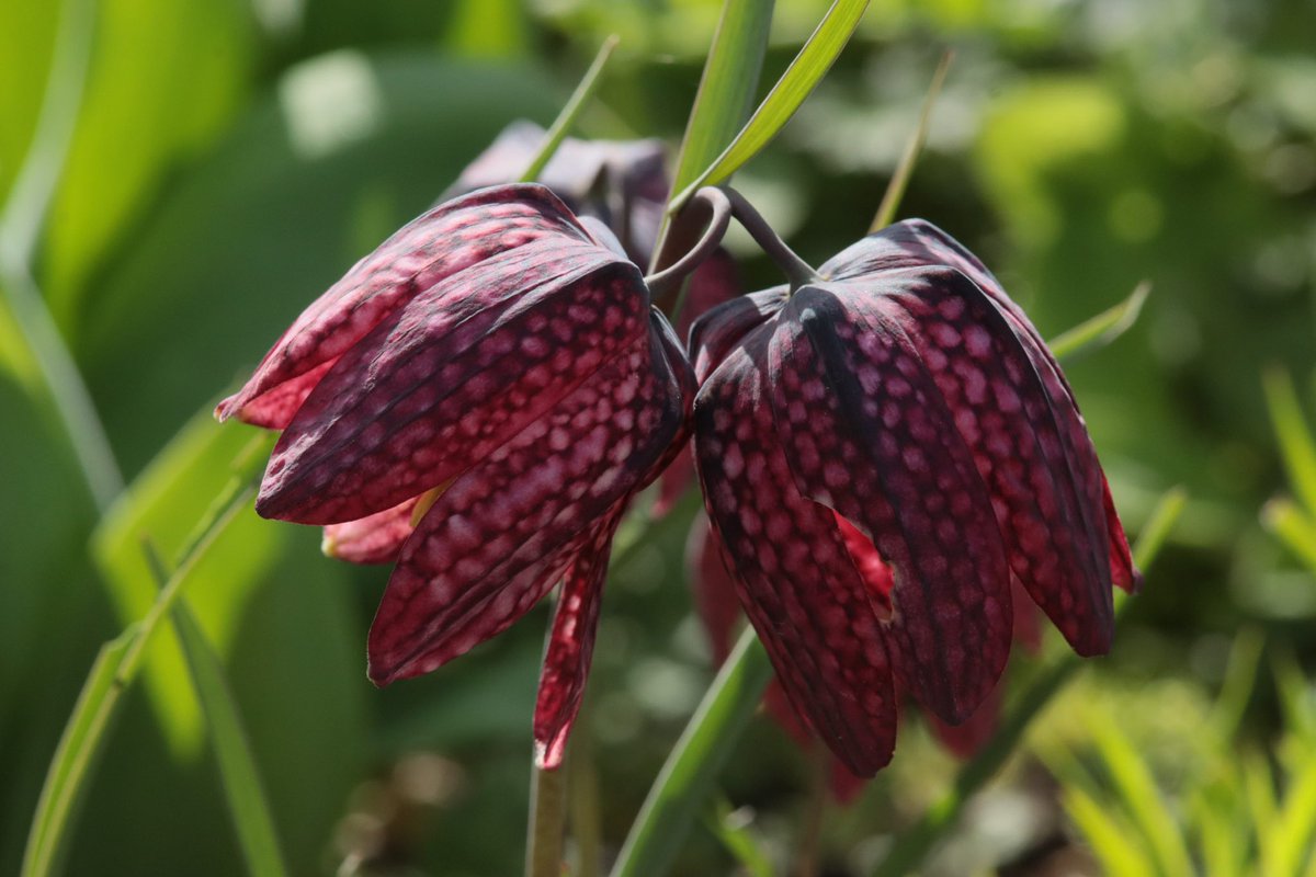 BlumenNatur tweet picture