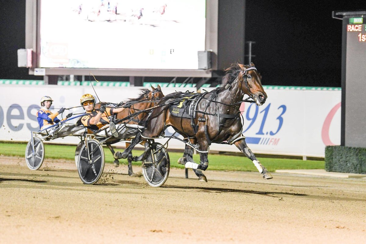 Next time you're inspecting yearlings just buy a knee knocker. But do get one that will brush it fast enough to go 1.49 and try her heart out for you.