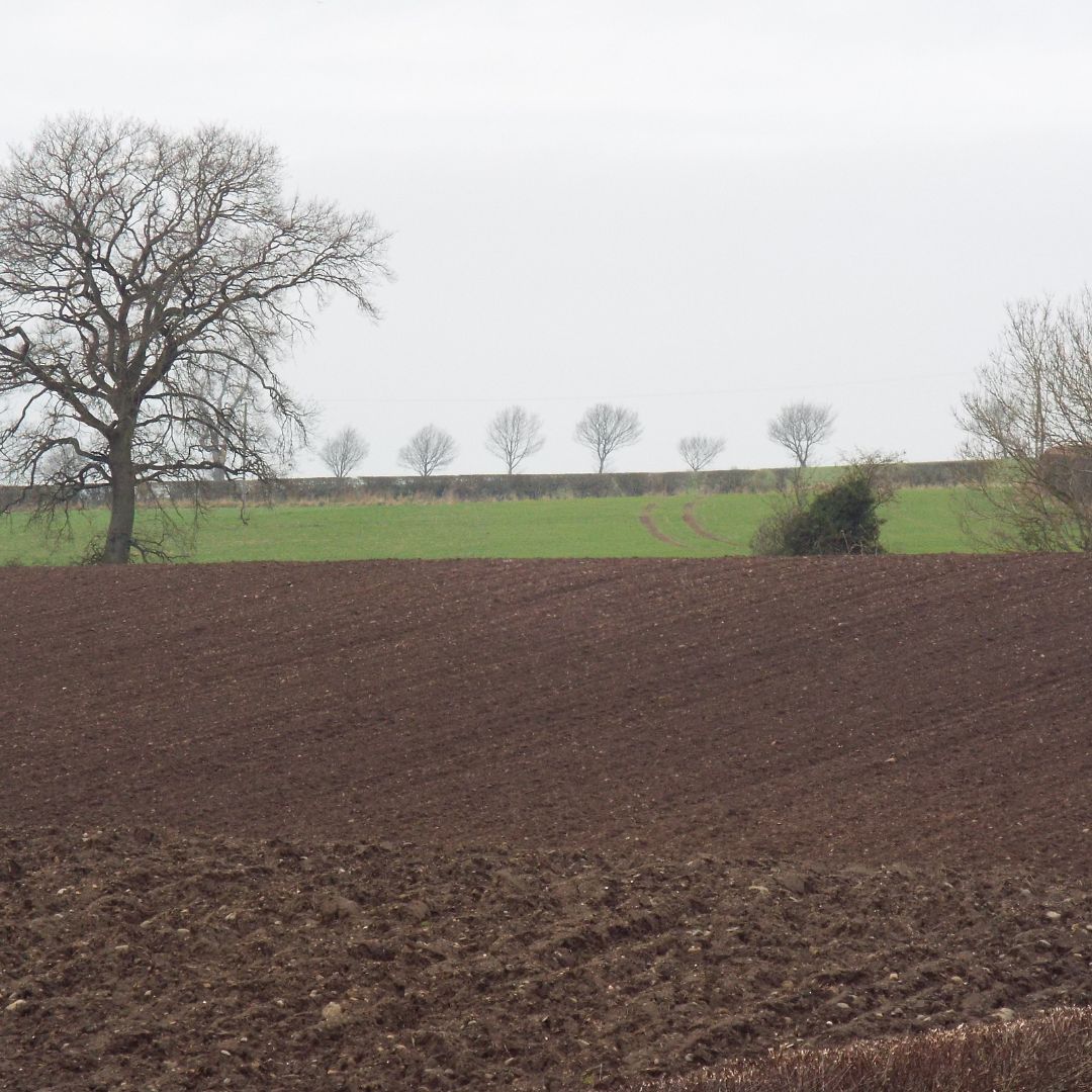 Derek R King ✒️ (@derekrking2) on Twitter photo Fresh ploughed soil
misty Scottish morn
waits patiently for
crops sown.
Trees & hedgerows
hibernate until
spring's call
warming sun
not seen since Fall.
Frosts wane.
Snow's gone.
Almost ready for
Spring to sing her song.
𝘕𝘦𝘸 𝘠𝘦𝘢𝘳'𝘴 𝘍𝘳𝘰𝘴𝘵
Derek R. King, Dec 2024 Fresh ploughed soil
misty Scottish morn
waits patiently for
crops sown.
Trees & hedgerows
hibernate until
spring's call
warming sun
not seen since Fall.
Frosts wane.
Snow's gone.
Almost ready for
Spring to sing her song.
𝘕𝘦𝘸 𝘠𝘦𝘢𝘳'𝘴 𝘍𝘳𝘰𝘴𝘵
Derek R. King, Dec 2024