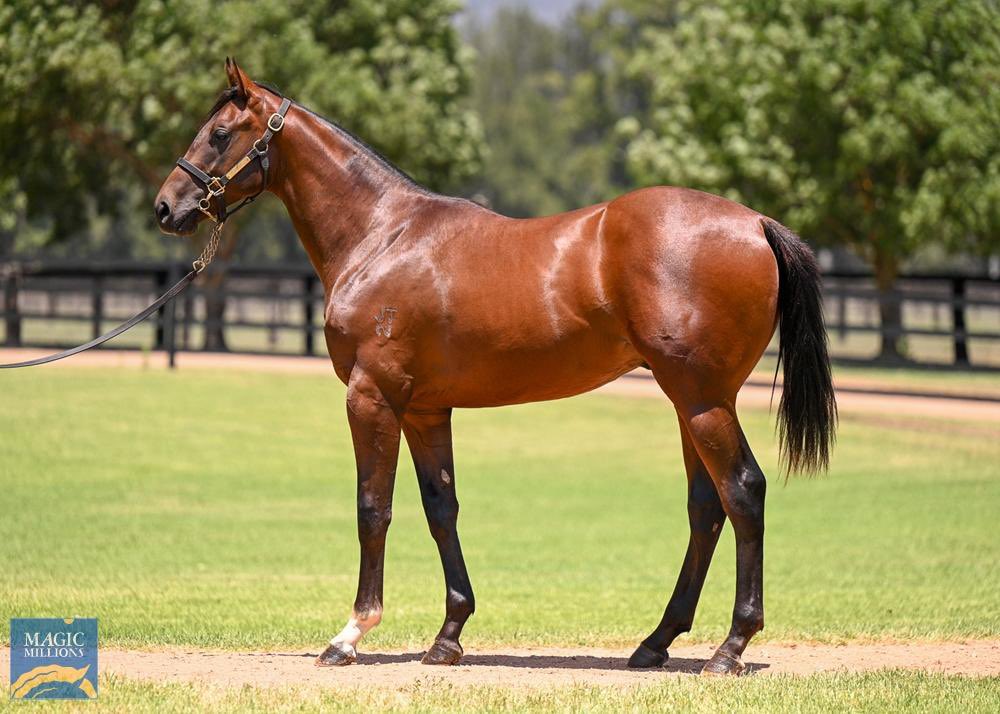 Another stakes winner produced by @widdenstud stallion ZOUSTAR in the GROUP 3 Kindergarten Stakes on the first day of The Championships today at @royalrandwick. We still have 20% left in this magnificently bred ZOUSTAR/SHE’S SO HIGH colt we purchased at Gold Coast @mmsnippets.…