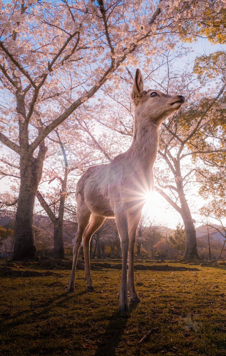 広角レンズで動物ポートレートしたらカッコよすぎた
#奈良公園