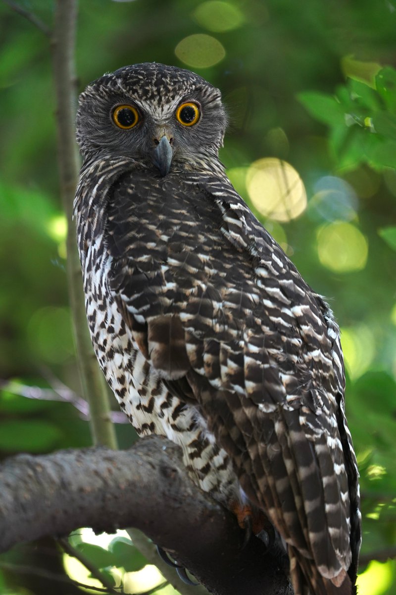 Female Powerful Owl this afternoon in suburban Brisbane.