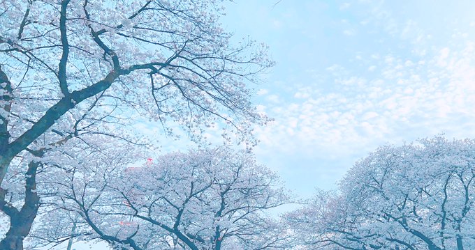 「bare tree nature」 illustration images(Latest)