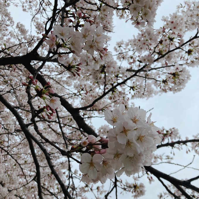 「春」のTwitter画像/イラスト(新着))