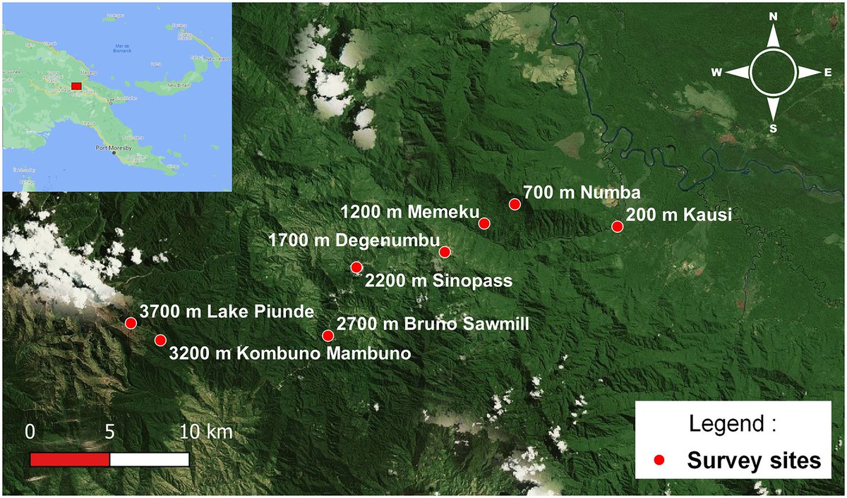 @ESivault @BatConIntl @ConennaIrene @GCCGtweet @Mammal_Society On that note, see @ESivault's 1st chapter: 'Species richness and assemblages of #bats along a forest elevational transect in Papua New Guineac🇵🇬' onlinelibrary.wiley.com/doi/full/10.11… @Biotropica