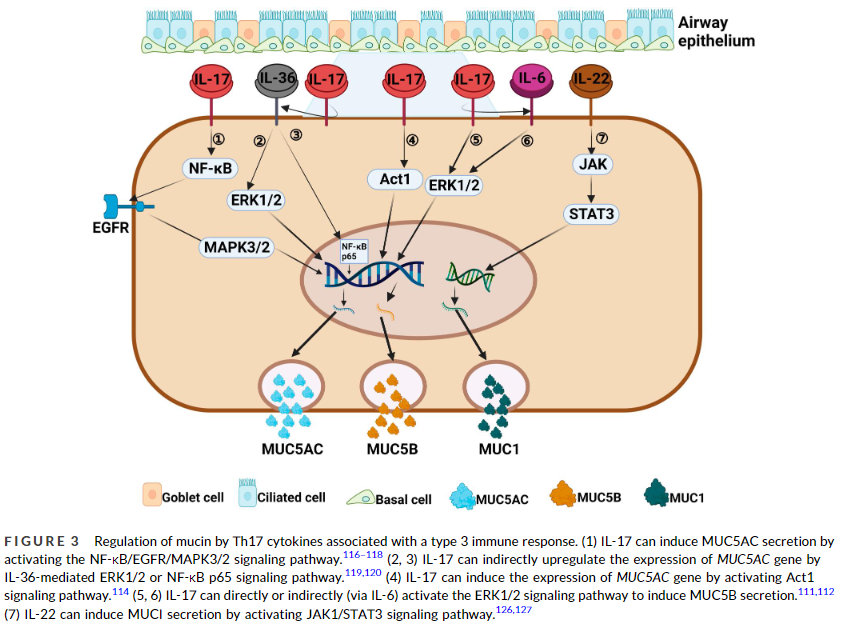 Dear JM! Don't miss the opportunity to read the #reviewarticle, #openaccess “Characteristics of #MucinHypersecretion in different #InflammatoryPatterns based on #endotypes of chronic #rhinosinusitis” published in the #CTA_Journal. You can access here 🔗 onlinelibrary.wiley.com/doi/full/10.10…