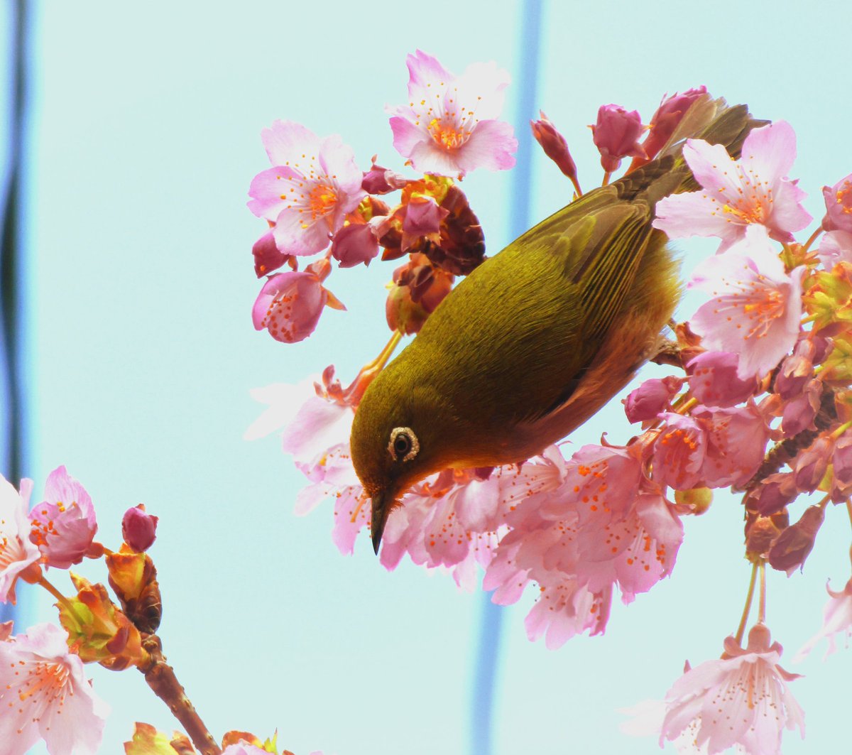 #野鳥観察
#野鳥写真　#野鳥
#メジロ
#キリトリセカイ
#写真で伝える私の世界
#写真好きな人と繫がりたい　
#ファインダー越しの私の世界ᅠ