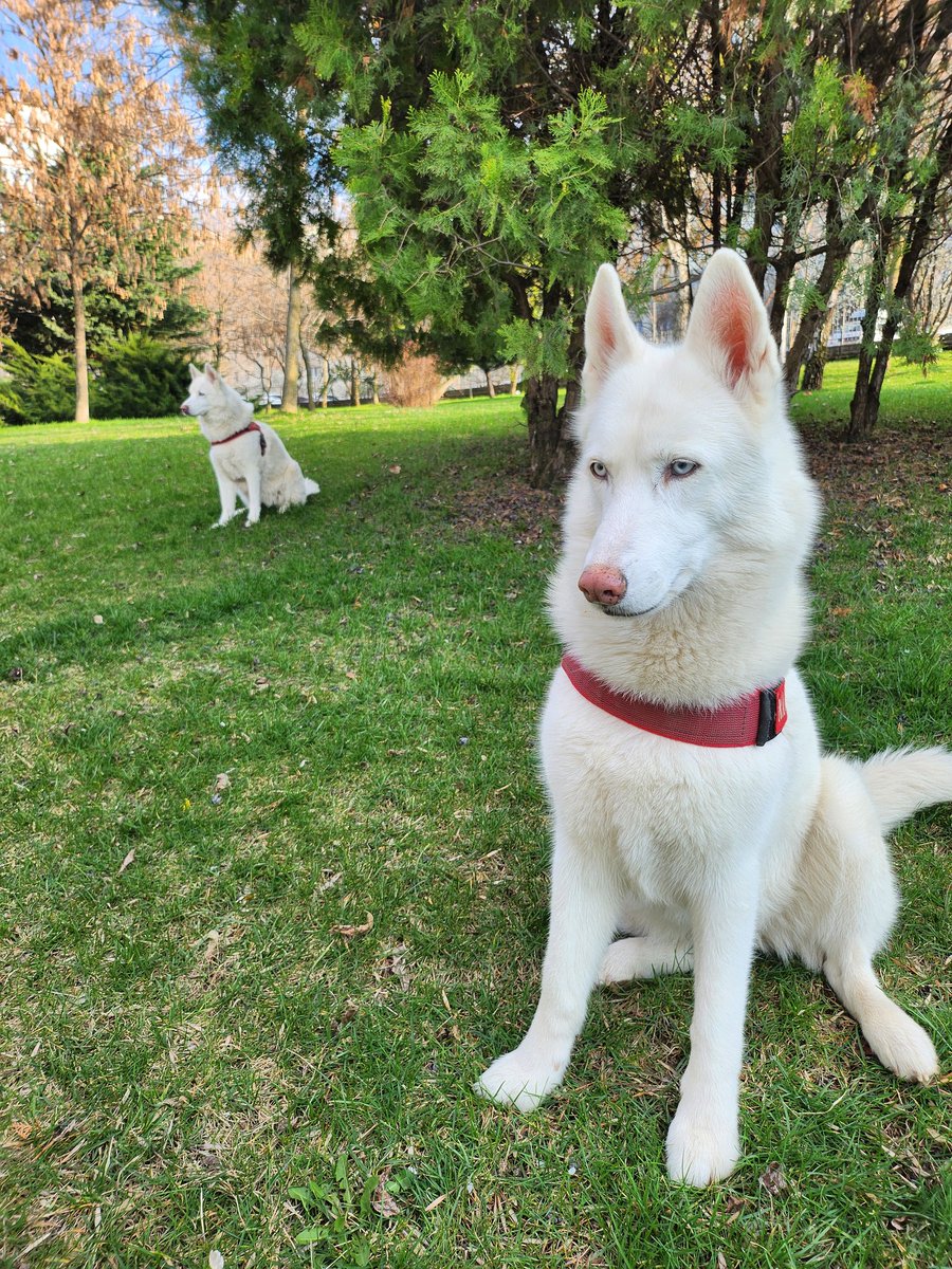 My beautiful dogs. Vanilla and I💕❤️