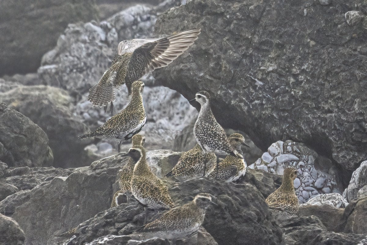 I was lucky to see to see the American Golden Plover when it was found by Paul Stephens @dm3ssag3, and even luckier yesterday to locate it when I had my camera with me. Light was very poor however and the pictures are large crops so not the best quality. #glambirds @KenfigWarden