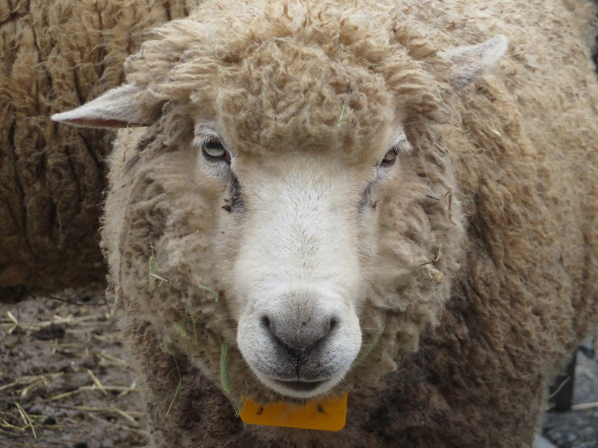 まだ もっふもふなアヤメちゃん🐑
2024.4.6
#東武動物公園 #羊
#コリデール #アヤメ