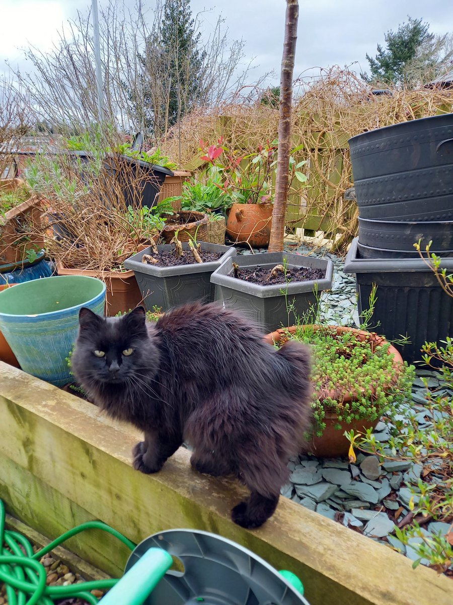 Off on a quick #Hedgewatch pawtrol. Bit windy today, isn't it?
#caturday #panfur #panfursquad #blackcats #CatsOfTwitter #CatsOfX