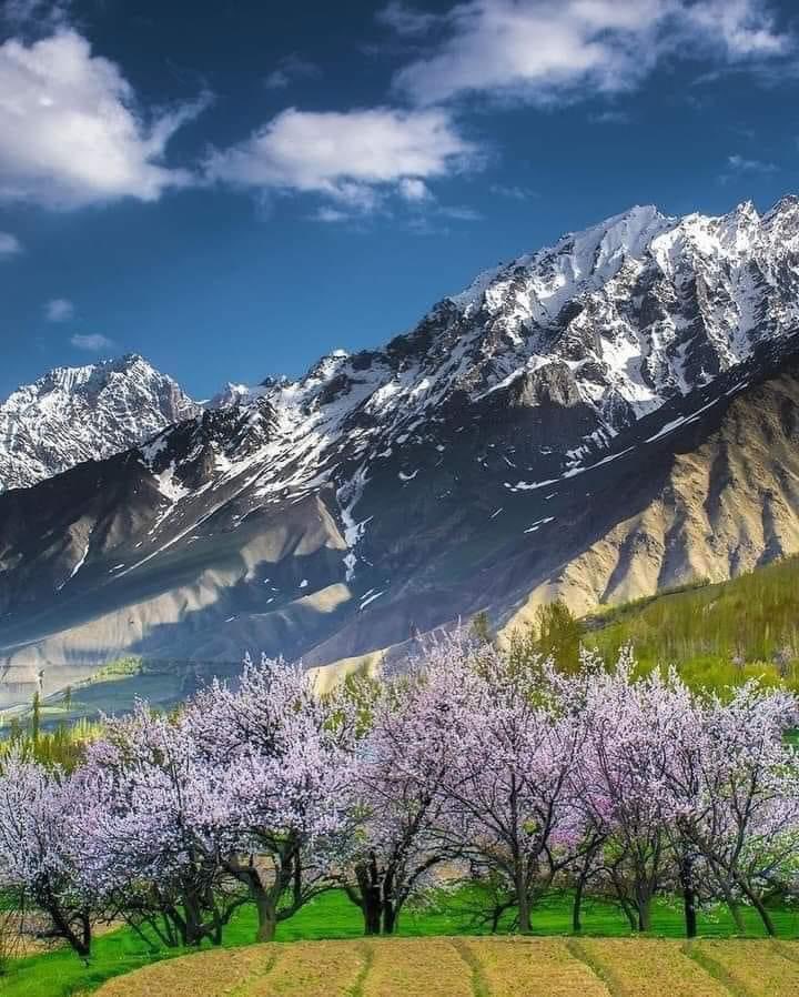Goood Afternoon Beautiful spring in Gilgit Baltistan