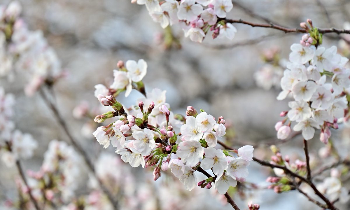 やっと春が来たぁぁ🌸😊 #春 #桜 #多摩川
