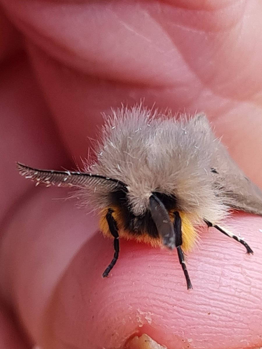 Just because it's a muslin moth, and bloody gorgeous!! New for the year, males are regular here, but females? Maybe one a year. Is this the same for everyone else who is lucky enough to see them? S Monmouthshire #mothsmatter #vc35