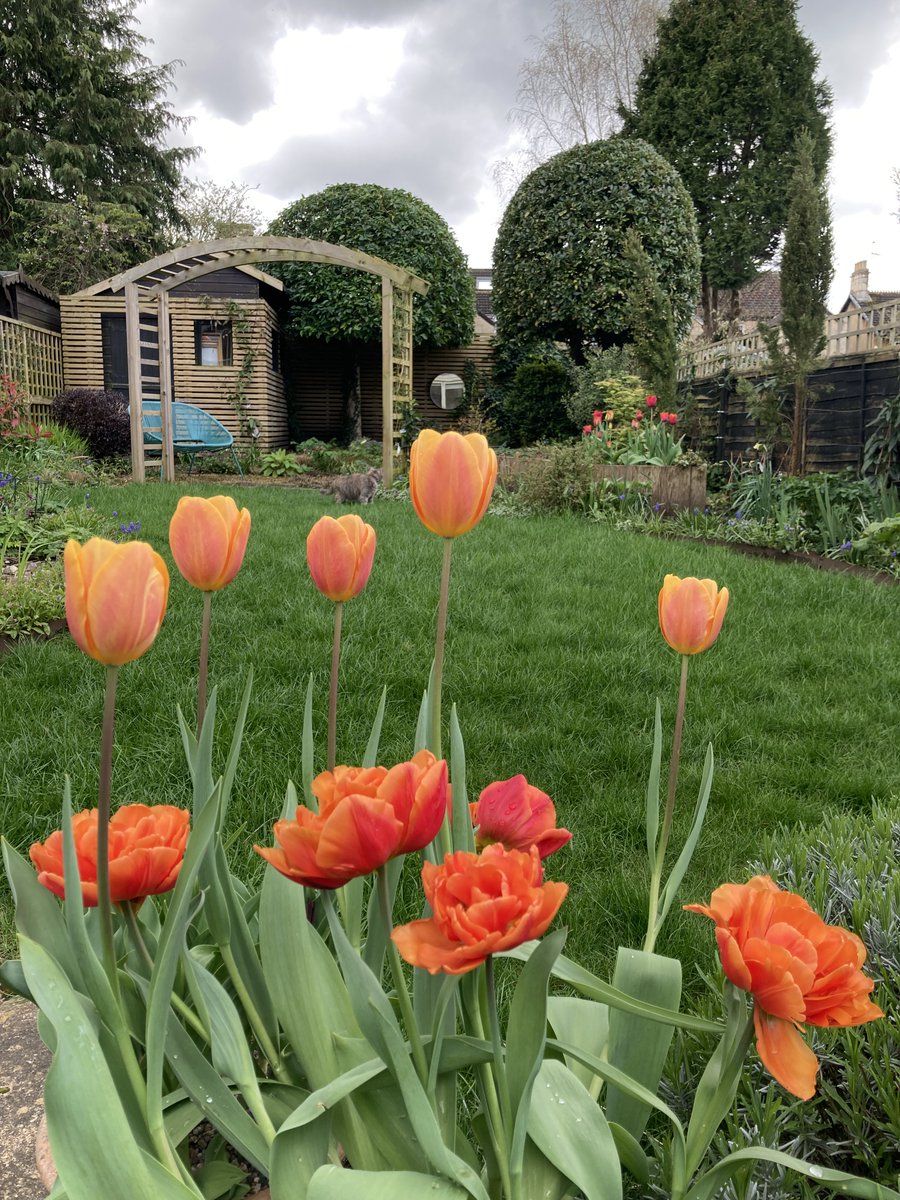 Happy weekend will some tulips not from Amsterdam but in #OurBathGarden
