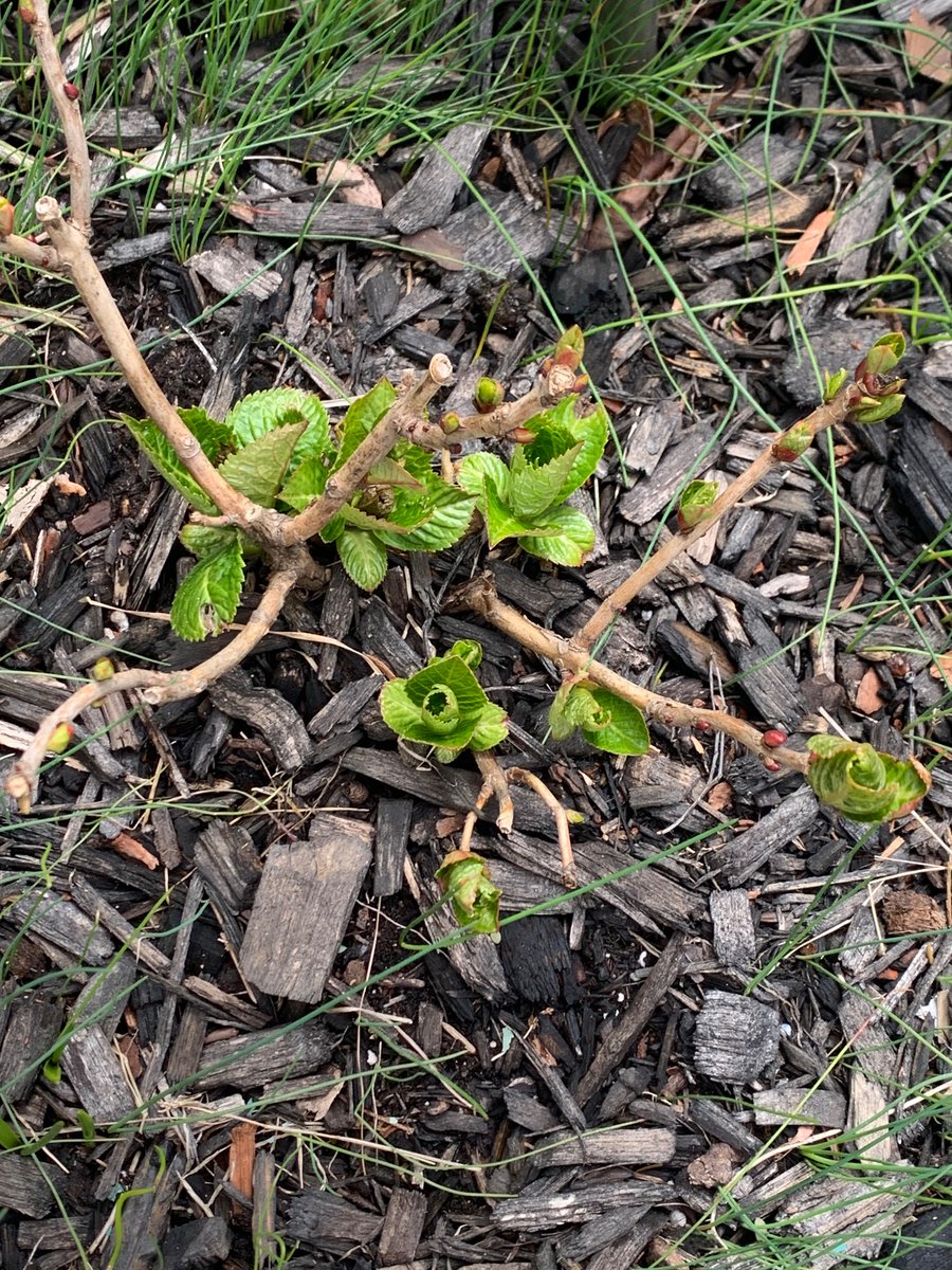 Lilac, hydrangeas, and roses are growing nicely! I am so ready for spring! #warmweather #Flowers