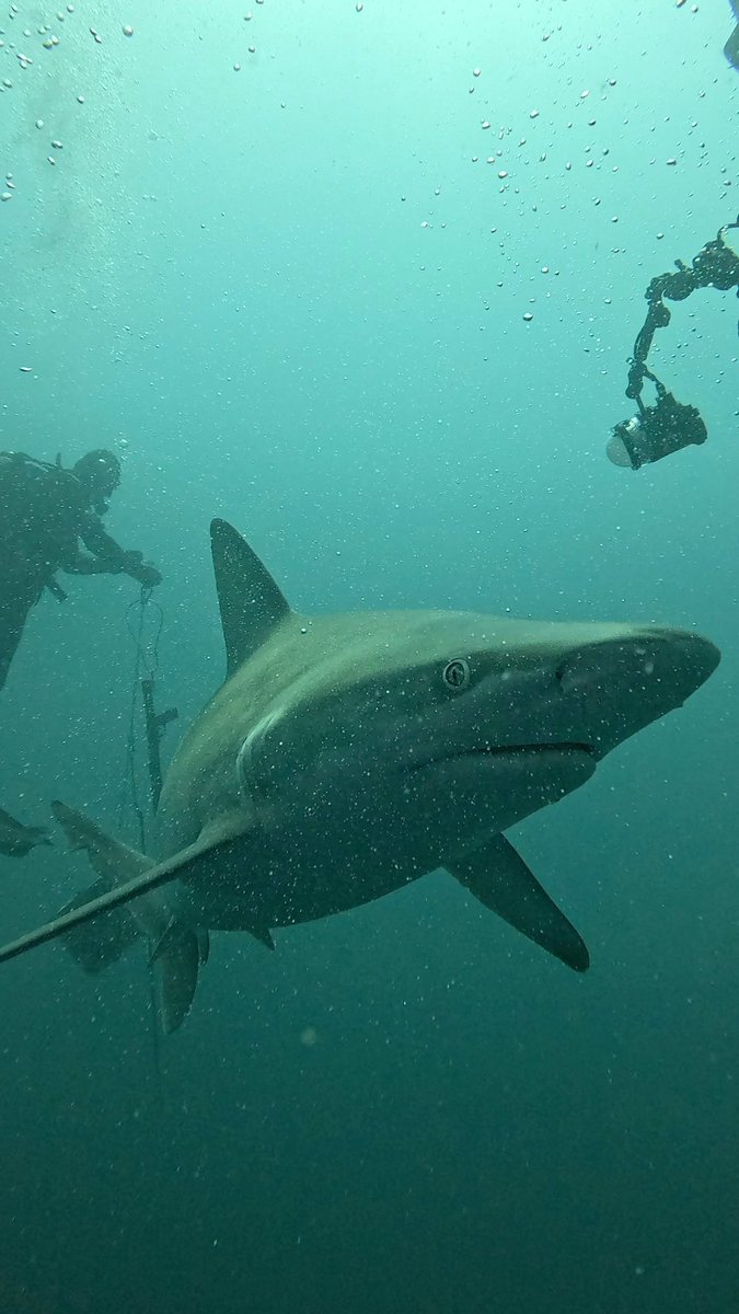 Ronni Hawk tweet media