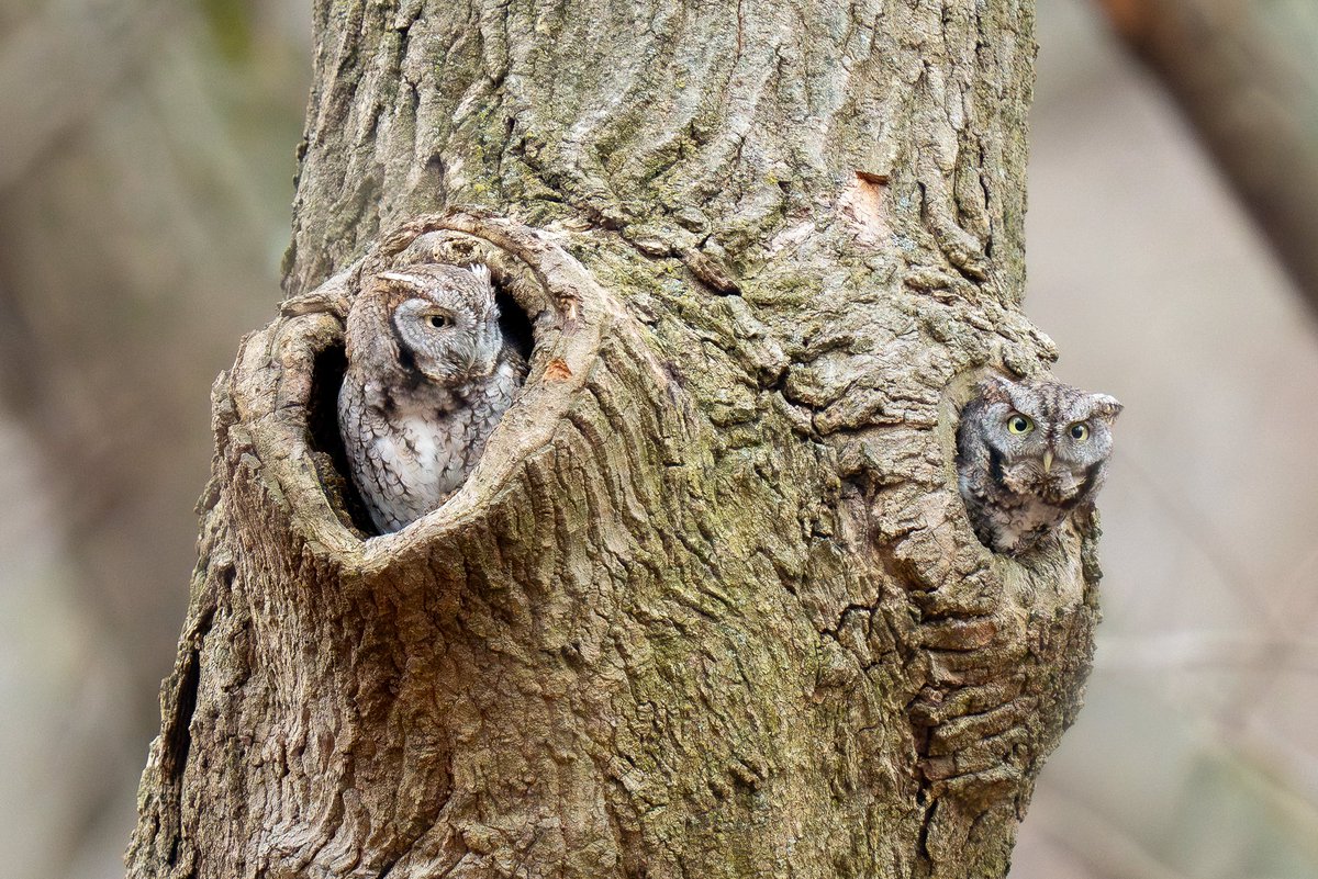 Eastern screech-owls in love. Presumed female admiring smaller presumed male to the right. (Last month in northern Manhattan, New York) #birdcpp #birds #birding #nature #wildlife