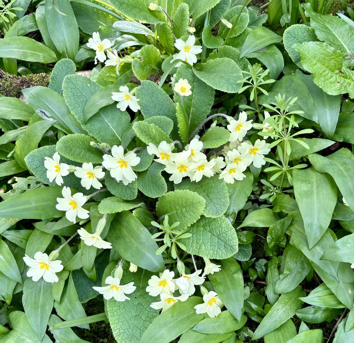 Sweet primroses. Harbinger of Spring. And they’re loving the rain! Mortehoe, Woolacombe, North Devon.