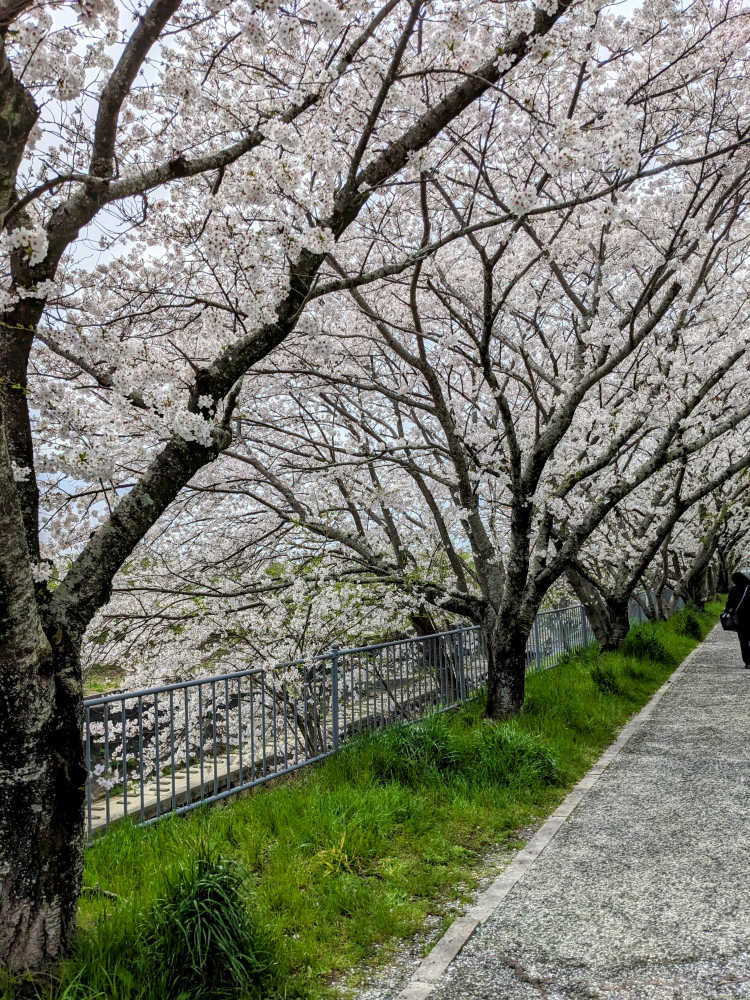 犬山あおい ,各務原なでしこ ,志摩リン 「というわけで掛川市に行ってきました。高久書店のご主人のオススメで桜を堪能し、掛川」|今木商事・覆面マンガ家のイラスト