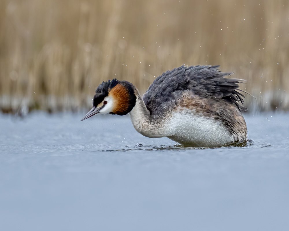 Great Crested Grebe at @RSPBHamWall 📸 ⚙️: Nikon Z9 + NIKKOR 800mm f/6.3 VR S #BirdWatching #WildlifePhotography #WildlifeCommunity #Birding #BirdPhotography #BirdsOfTwitter #Wildlife @ThePhotoHour @NikonEurope @Britnatureguide