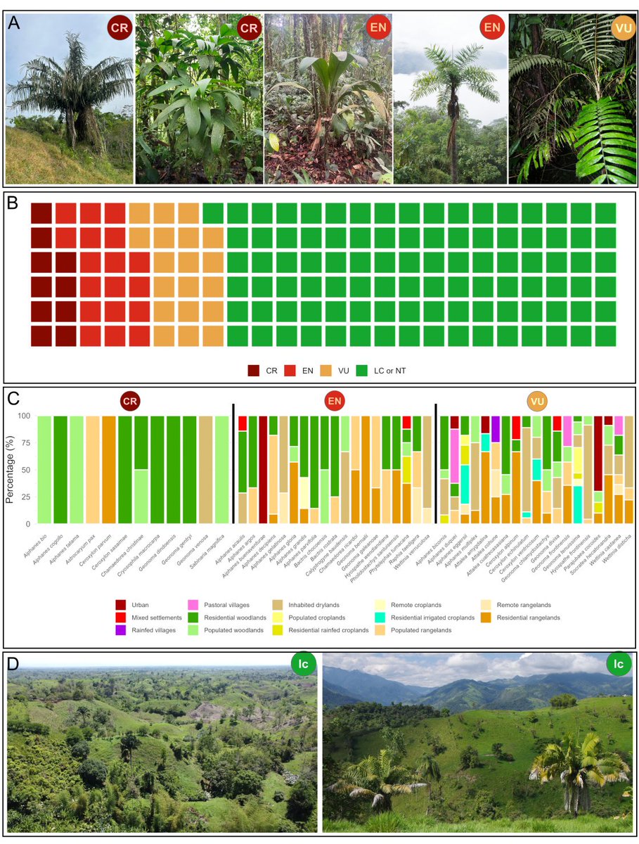 #Conservation of #palms in 2 hotspots #biodiversity #Colombia & #Ecuador: high diversity coupled with high human pressure; endemics especially vulnerable to #extinction. Thesis Nayeli Jijon @PUCeCiencia; @ird_fr @IUCNRedList @bio_inca @UniversidadCES 🌴 shorturl.at/fmru4