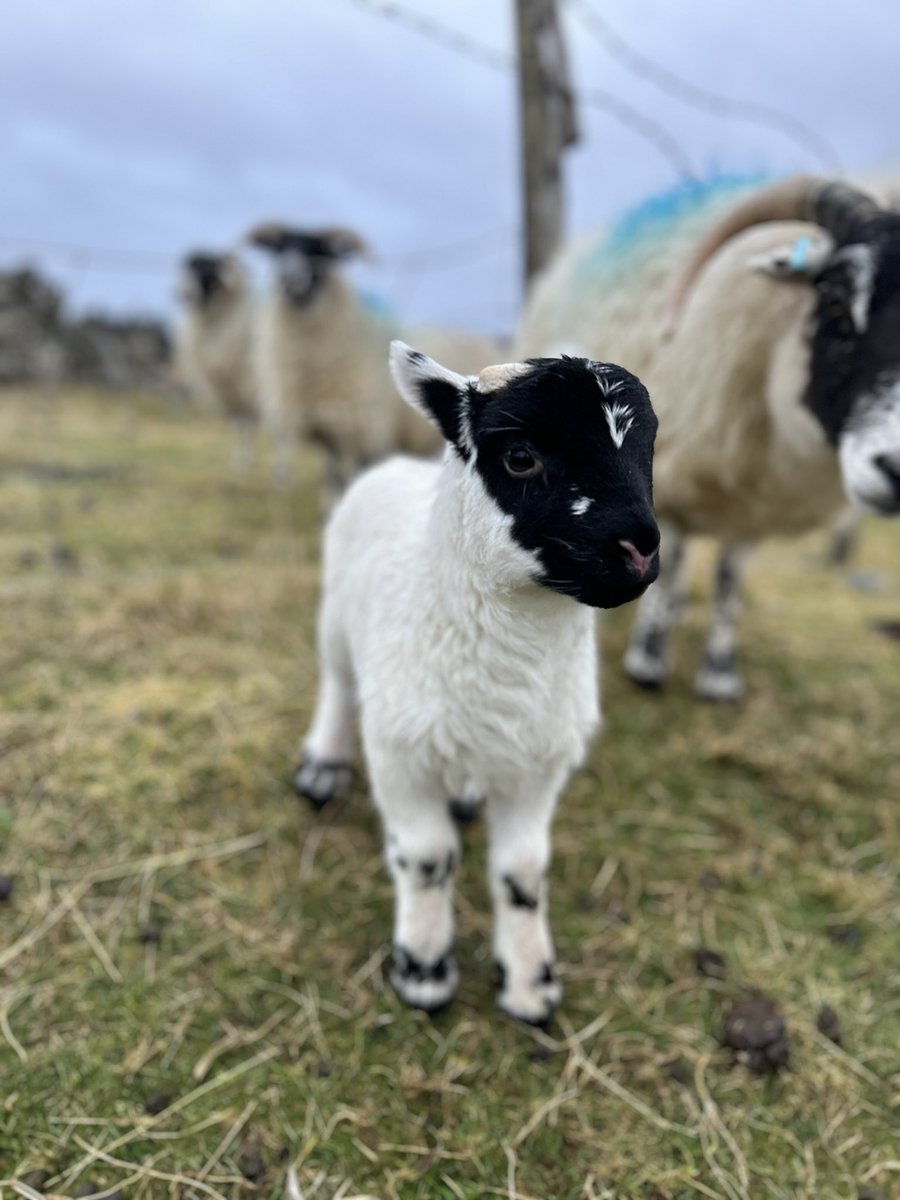 Twitter is very angry this morning so here’s a cute pic of the lamb I helped deliver last night for everyone’s stress levels x