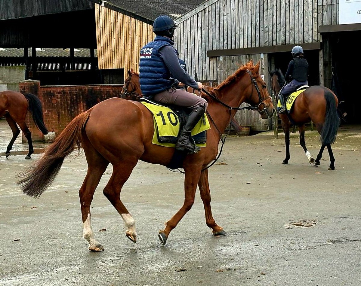 Here is Gaboriot looking in fine shape for Aintree on Thursday, Owners Open day, plenty of sausage baps for everyone, a grand yard @G_G_Racing