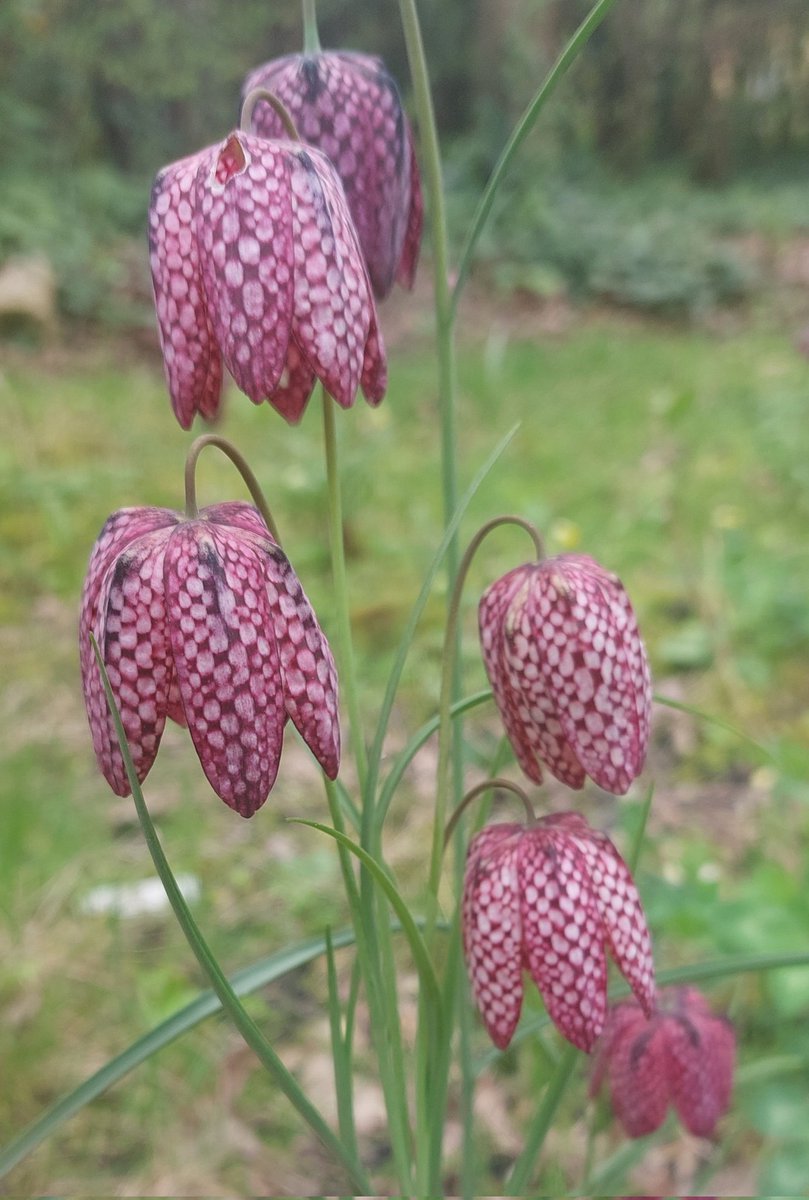 'Snake's head fritillary' flourishing in Stave Hill Ecology Park @TCVStaveHill #Rotherhithe #London #SE16 @LondonNPC @BermondseyTrees @lb_southwark @WISE16 @TCVLondon @TCVtweets