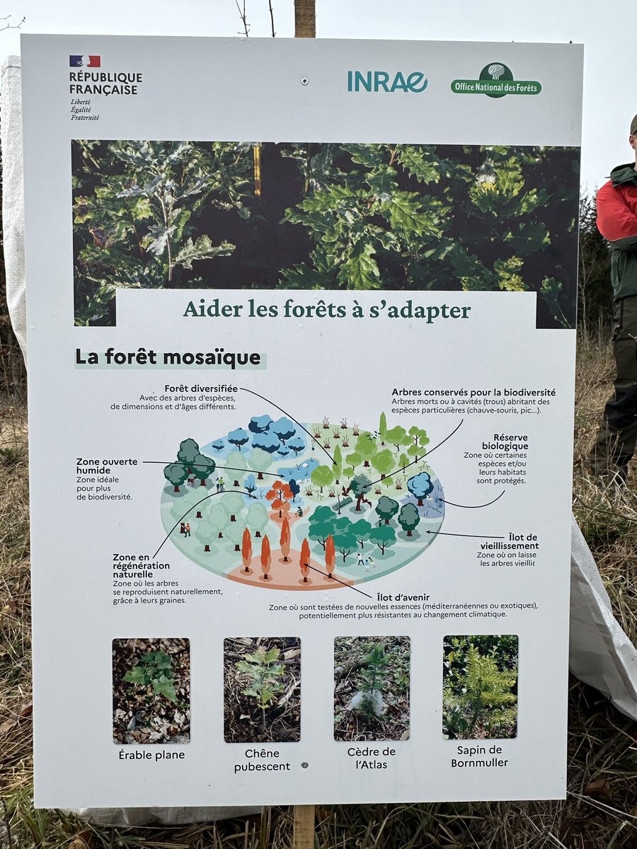 MalrauxCollege's tweet photo. Dans le cadre de l’action éducative « plantations d’arbres » les délegués de 6e, 5e et les élus du CVC du @MalrauxCollege ont participé à une plantation d’arbres avec l’@ONF_Officiel dans la forêt de Mignovillard.
Les élèves ont planté une centaine d’arbres. https://t.co/P2UciLoKEL