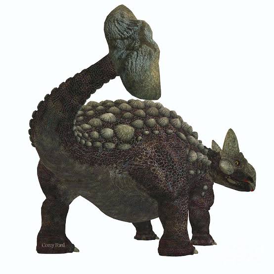 Does anyone had anatomy references for ankylosaurus from behind perspective? I'm having a hard time figuring out on how to draw the head and apropriate body shape from this pose...