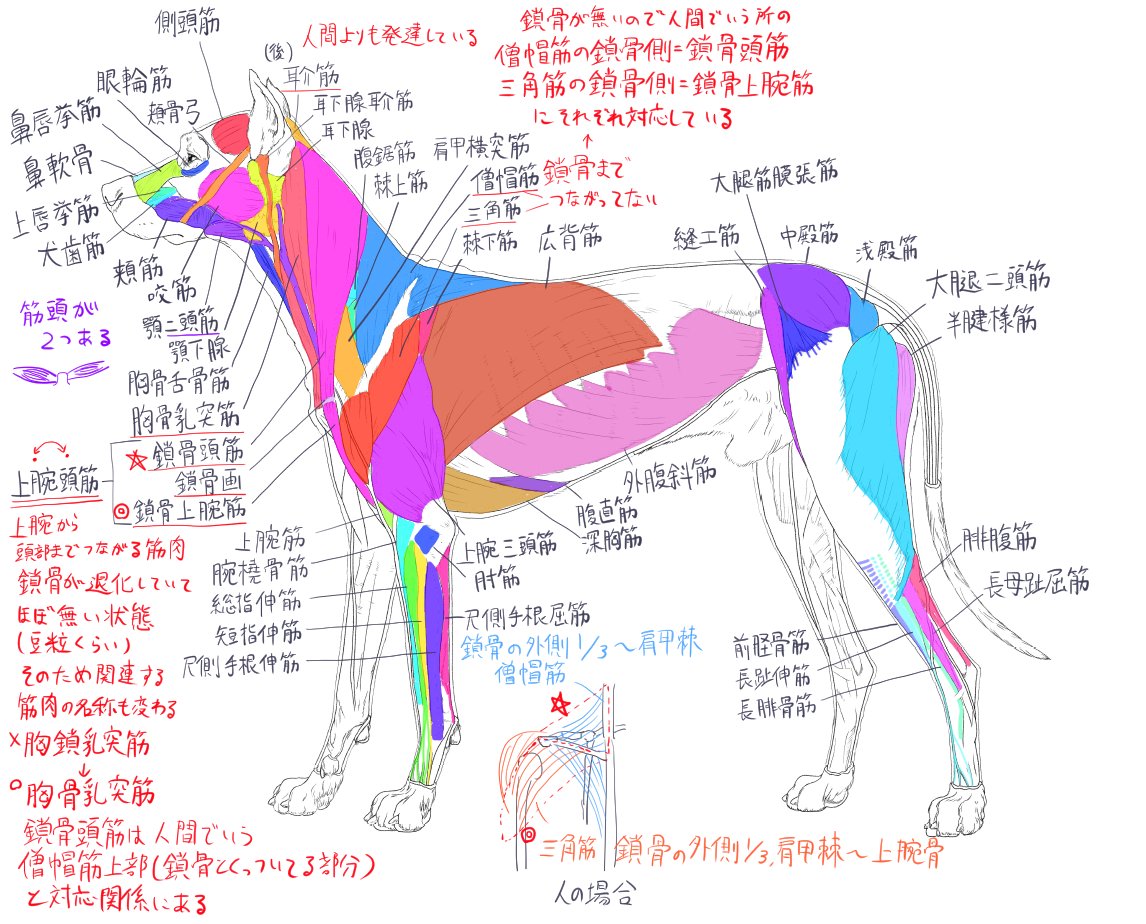 さんご tweet media